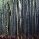 Photos of: Arashiyama Bamboo Grove